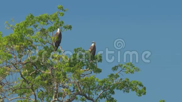 优雅的雄鹰坐在绿色的树顶上环顾四周视频的预览图