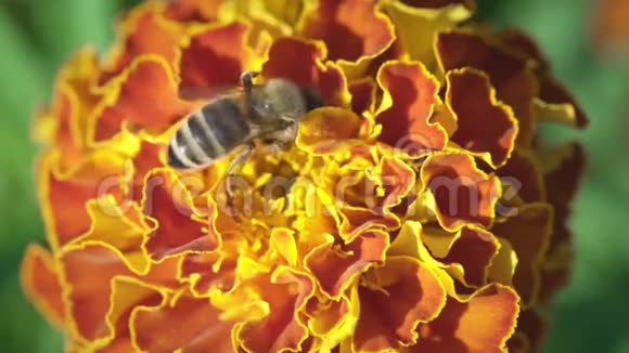 蜜蜂从小花中收集花粉闭上嘴视频的预览图