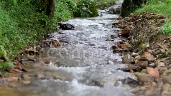 流经森林的小河视频的预览图