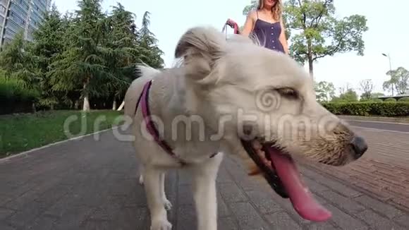 散步时欢快的狗的正面景色女孩用皮带遛狗视频的预览图