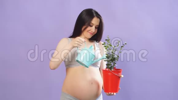 快乐孕妇穿着内衣在紫色背景上浇灌盆栽视频的预览图