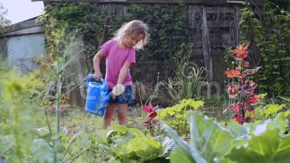 小女孩正在厨房花园里用水缸浇白菜视频的预览图