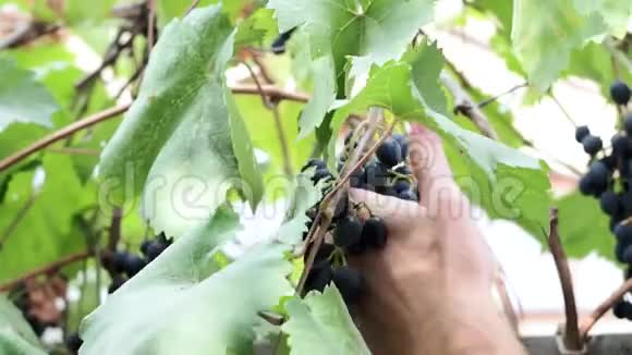 农夫的手切黑葡萄花园里的水果丰收视频的预览图