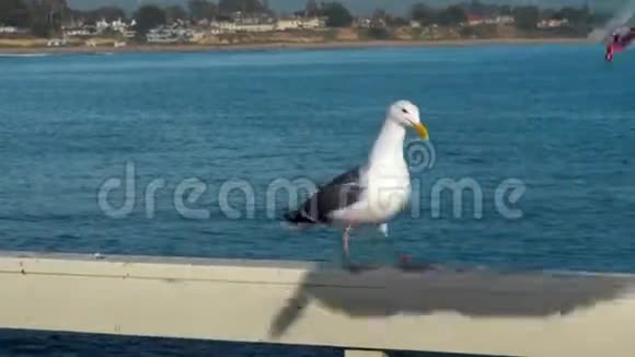 海鸥在海水边缘的栅栏上行走的特写镜头视频的预览图