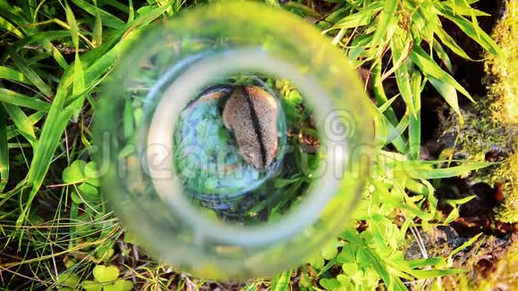 一只老鼠掉进了森林里释放出来的玻璃罐子里视频的预览图