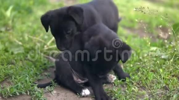 小狗黑色的颜色在草地上翻腾视频的预览图