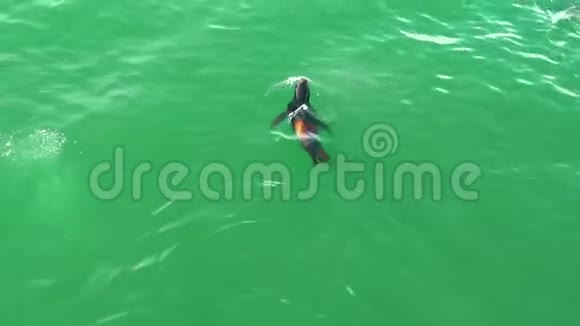 海狮喷水漂浮在水中海狮正在水里嬉戏视频的预览图