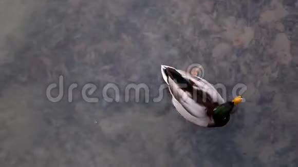 水中的一只鸭子视频的预览图