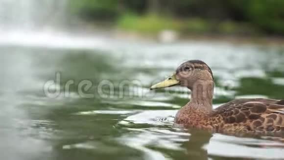 鸭子在喷泉边缓慢地游来游去的生动动作视频的预览图