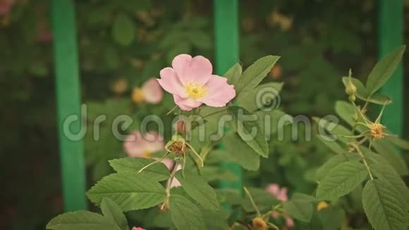 园茶玫瑰慢动作视频的预览图