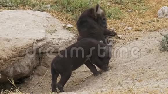 两只鬣狗幼崽在安博塞利国家公园的巢穴附近玩耍视频的预览图