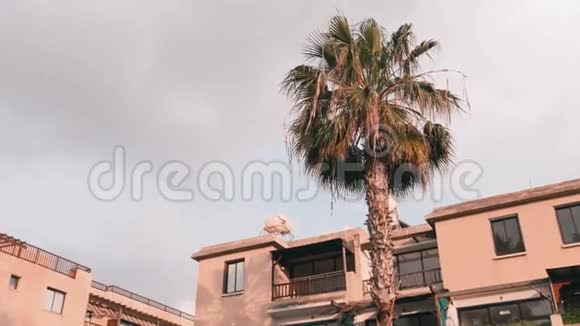 背景上有酒店的棕榈树手掌的侧面棕榈叶在风中摇曳灰色的天空手掌视频的预览图