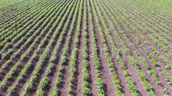 无人机飞越马铃薯地农业植物概念的基因改造视频的预览图