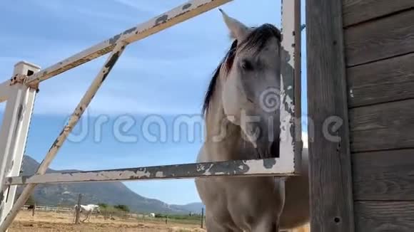 白老马正在寻找吃的或干草进入马厩视频的预览图