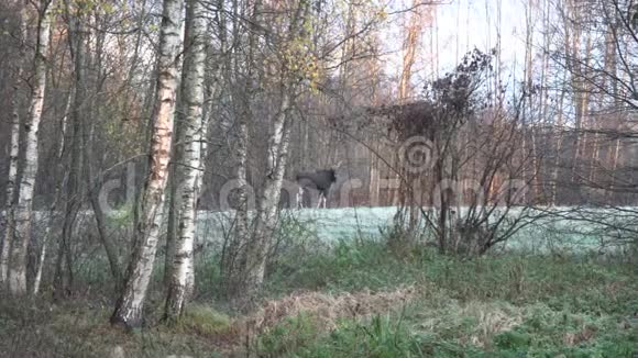秋天靠近森林和初霜的野生驼鹿视频的预览图