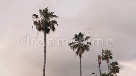 棕榈树在风中摇曳一排绿色的棕榈树背景上有一片阴沉的蓝天一群棕榈树对抗灰色的天空视频的预览图