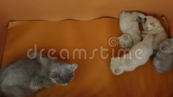 新出生的小猫和他们的妈妈猫橙色背景视频的预览图
