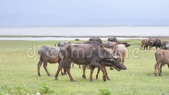 水牛正在水边吃草下雨天视频的预览图