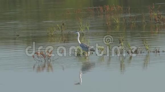 灰鸟长腿带着青草沿着浅湖散步视频的预览图