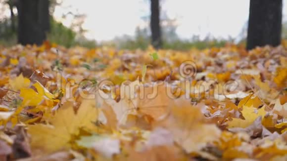 秋天公园里奔跑的男跑运动员踩着干枯的枫叶年轻运动员在五彩缤纷的落叶上慢跑视频的预览图