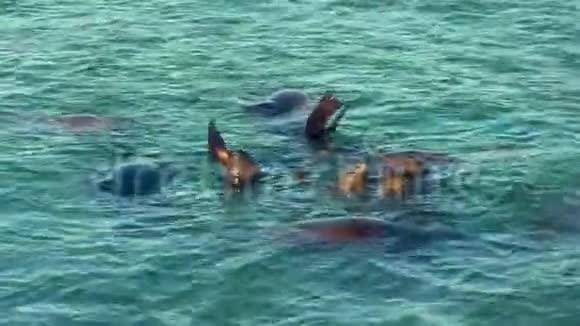 在太平洋游泳的加州海狮视频的预览图
