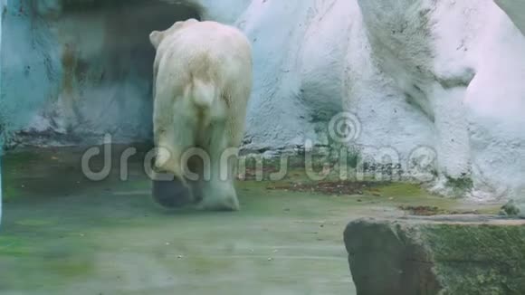 北极熊四处走动动物园的动物行为白色北极熊的行走来自北极海岸的脆弱动物物种视频的预览图