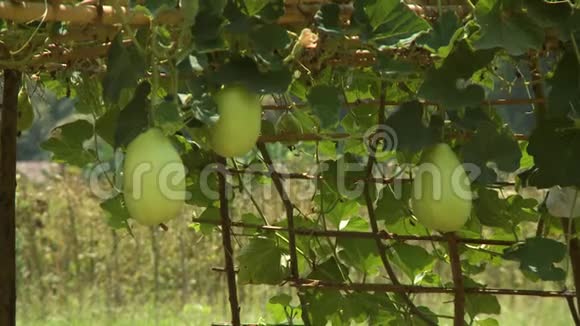 新鲜的水果和绿树视频的预览图