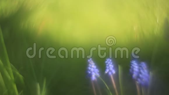 紫罗兰花在花园里视频的预览图