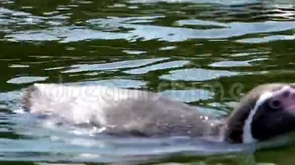 一只在水里游泳的洪堡企鹅的特写镜头来自南美洲的半水生鸟类脆弱的动物物种视频的预览图