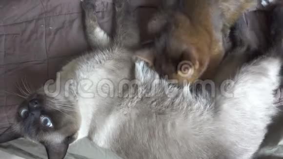 成年猫湄公河马尾和小猫索马里小猫用成年猫吸奶视频的预览图