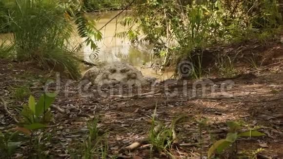 鳄鱼躺在沼泽岸上视频的预览图
