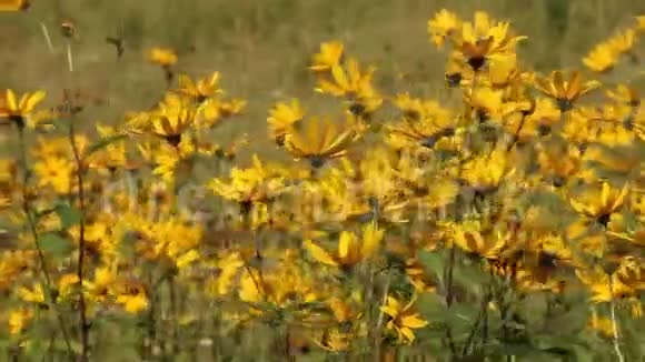 大的黄色花朵在不强烈的风完美的屏幕保护视频的预览图