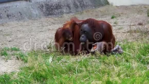 来自印度尼西亚的濒临灭绝的灵长类动物西北冰原猩猩与其婴儿一起进食视频的预览图
