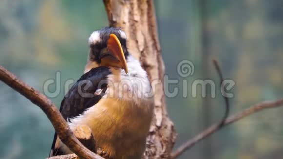 一只雄性vonderdeckens鸟坐在一棵树上张开它的嘴来自非洲的热带鸟类的特写肖像视频的预览图