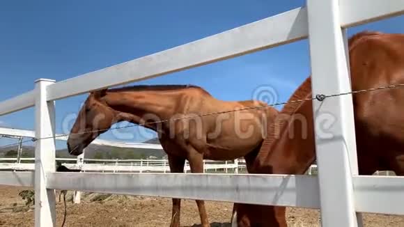 畜栏里的马在喝水和吃干草视频的预览图