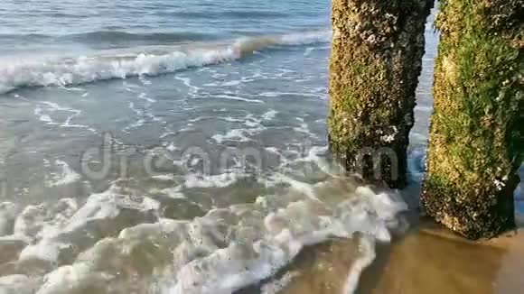 荷兰多姆堡海滩风化木杆的波浪破碎视频的预览图