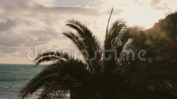 棕榈树和日落视频的预览图