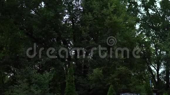 高大的杨树自下而上的全景视频的预览图