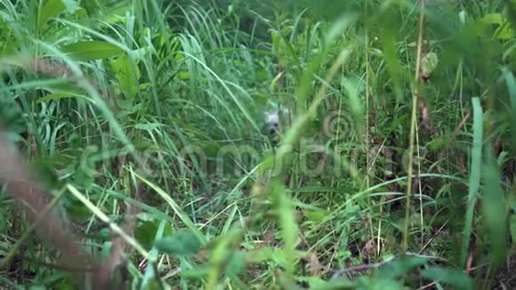 约克郡猎犬的一只小狗穿过灌木丛害怕和逃跑视频的预览图