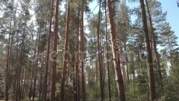 进入夏季森林视频的预览图