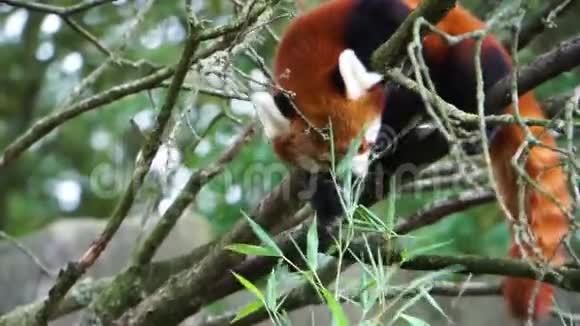 红熊猫高在树上吃绿叶吃红熊猫的饮食亚洲濒危动物物种视频的预览图
