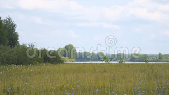 森林前面的一片大草地和一个湖的全景视频的预览图