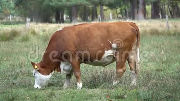 牛在牧场上吃草视频的预览图
