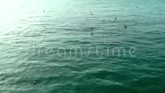 海狮与海鸟在和平的水中飞翔视频的预览图