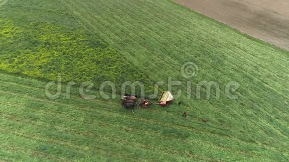 阿米什农场工人在春天用四匹马和三只狗收割田地就像无人机看到的那样视频的预览图