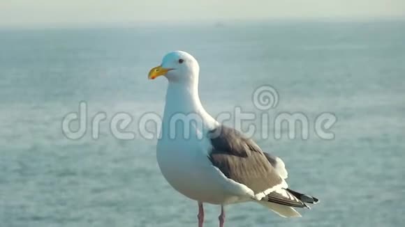 坐在沙滩上的海鸥旧金山海湾的海鸥视频的预览图