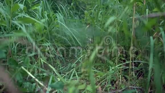 一只约克郡猎犬在灌木丛中散步草本草甸视频的预览图