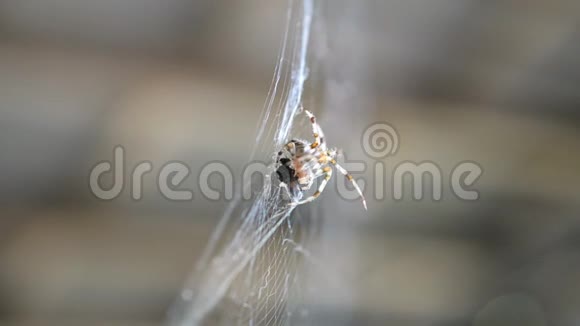 蜘蛛挂在网上吃被它捕获的猎物这是一只缠在网里的苍蝇视频的预览图