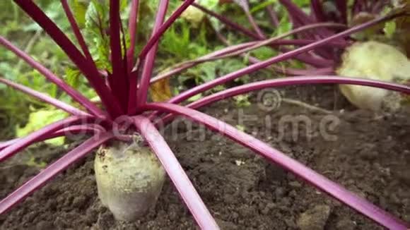 巨大的甜菜根生长在花园的床上10月10日视频的预览图