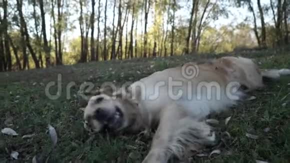 可爱的狗在草坪上玩耍视频的预览图